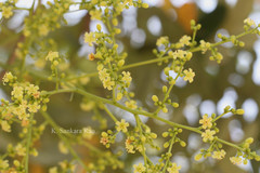 Simarouba glauca